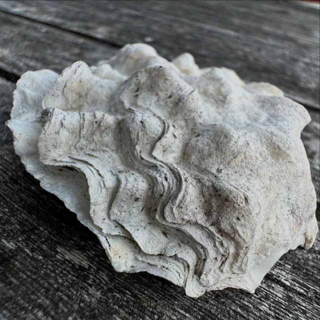 Secret mollusc feelings revealed in their shells. Oysters, seemingly cool and insouciant,  are in fact roiled with passion, as can be seen by inspecting their shells. Stay tuned for the Mid-century Molluscs, performing soon in your favourite ocean.