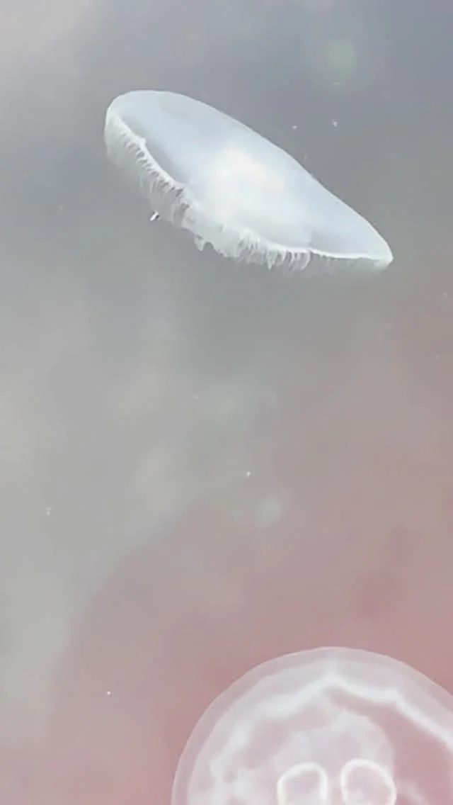 Moon jellyfish cresting the surface.

Accompanied by a snippet of mensural canon.
.
#avantpop #chamberpop #indiemusic #modernclassical #modalcounterpoint #modularsynth #eurorack #jellyfish