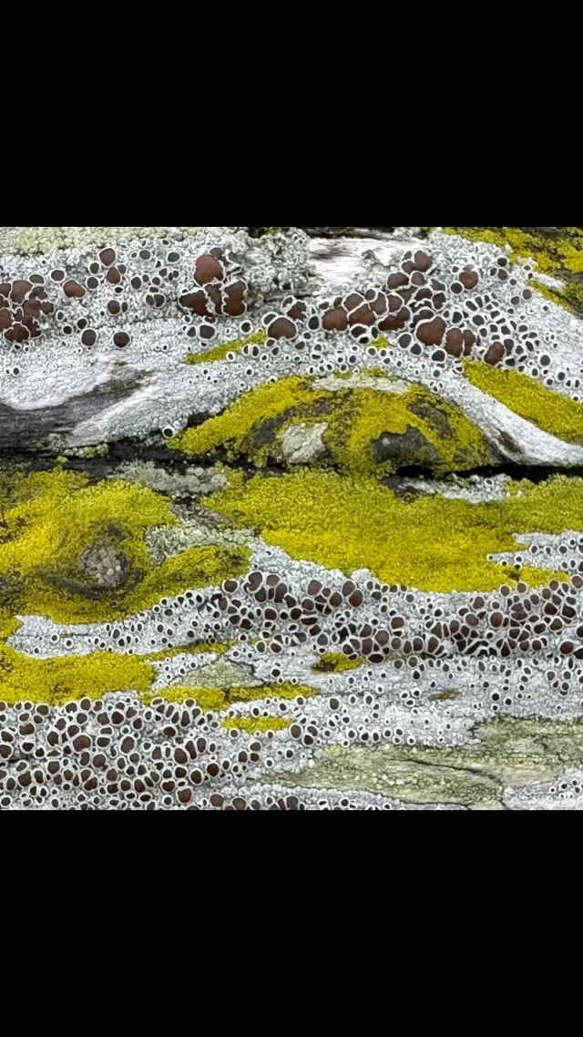 Texture: decaying wood feeds new life.
.
#avantpop #postrock #chamberpop #modernclassical #indiemusic #modalcounterpoint #modularsynth #eurorack  #moss